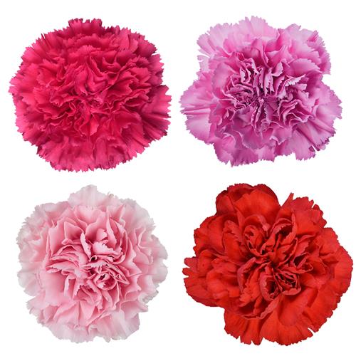 Wholesale Valentine`S Day 2023 Assorted Carnation Delivered Online FlowerFarm